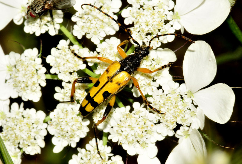 dalla Grecia: Paracorymbia pallens ed altri Cerambycidae